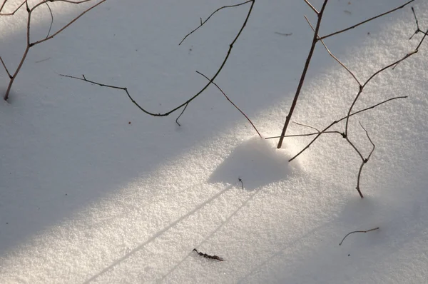 在冬天的森林里 布什的树枝和雪 关闭了 — 图库照片