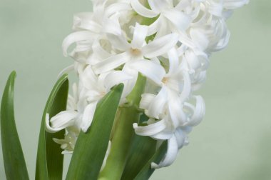 Sümbül çiçekleri kurumu ve yeşil arkaplanı kapatır