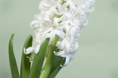 Sümbül çiçekleri kurumu ve yeşil arkaplanı kapatır