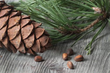 Sedir konisi, fındık ve iğneler yakın çekim