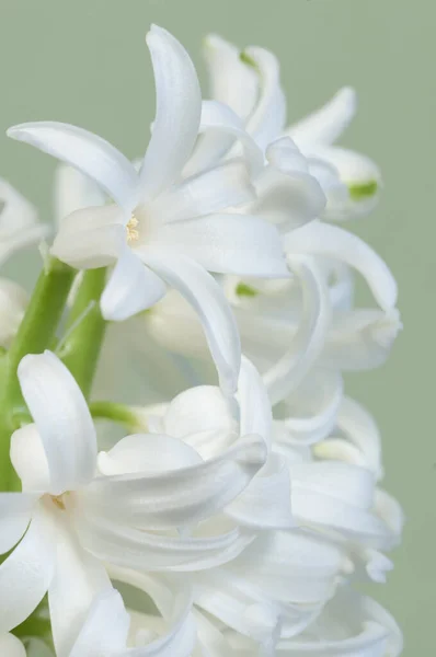 Hiacynt Kwiaty Zbliżyć Sadza Zielone Tło — Zdjęcie stockowe