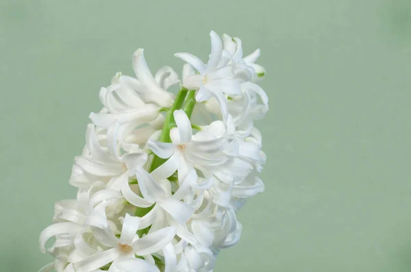 Hyacinth Flowers Close Soot Green Background — Stock Photo, Image