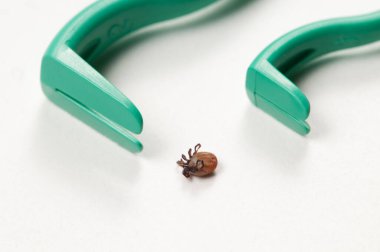 Mite ve tick çıkarıcı aracı makro çekim