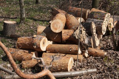 Ormanda bir odun yığını. Yakın çekim.