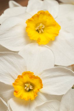 Narcissus çiçekleri makro çekim yerel odak