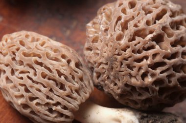 Morel mantarı yakın çekim, yerel odaklanma