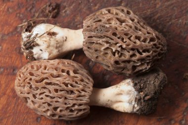 Morel mantarı yakın çekim, yerel odaklanma
