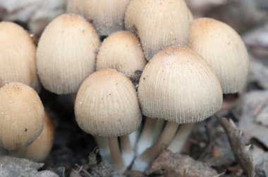 Coprinus micaceus mantarı eski yapraklarda, kapat