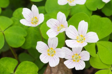 Oxalis asetosella (Woon kızkuşu) çiçekleri, yakın çekim