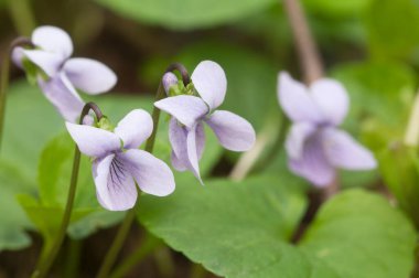 Viola Palustris (bataklık menekşesi) çiçekleri, yakın çekim