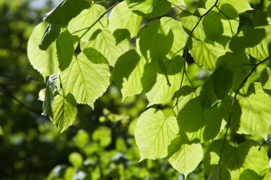 Açık güneş ışığında yeşil yapraklar. Yaklaş.