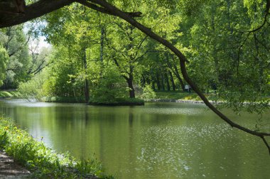 Sokolniki Parkı, Moskova, Rusya 'da bir göl manzarası