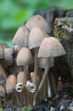 Ajuga Reptans çiçekleri, yakın çekim, yerel odak