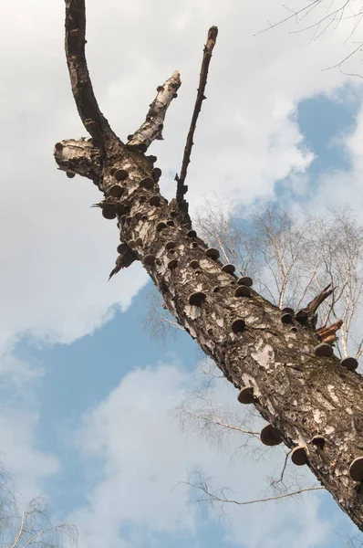 死んだ古い木寄生虫キノコ — ストック写真