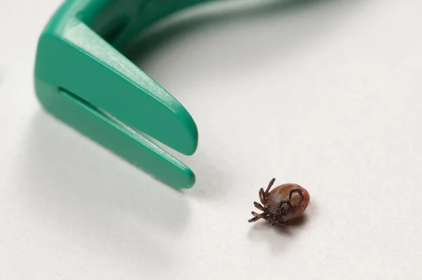 Mite Tick Extractor Tool Macro Shot — Stock Photo, Image