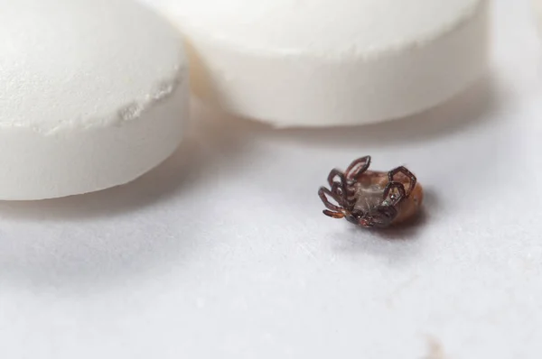 Mite Tablets Macro Shot Local Focus — Stock Photo, Image