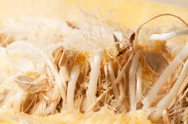 Old Marrow Seedlings Close Shot — Stock Photo, Image