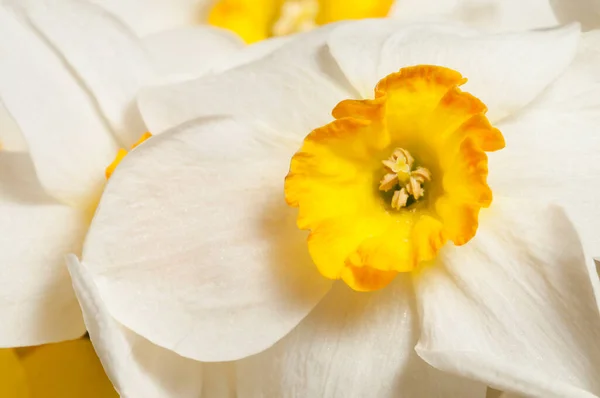 Narcissus Kwiat Makro Strzał Lokalne Ostrość — Zdjęcie stockowe