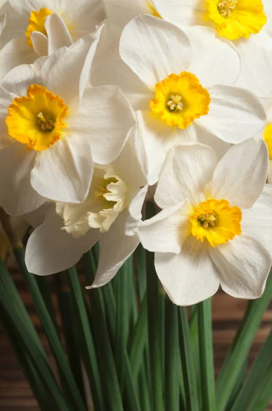 Narzissenblüten Makroaufnahme Lokaler Fokus — Stockfoto