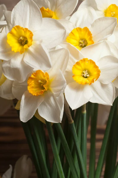 Narcissus Kwiaty Makro Strzał Lokalne Ostrość — Zdjęcie stockowe