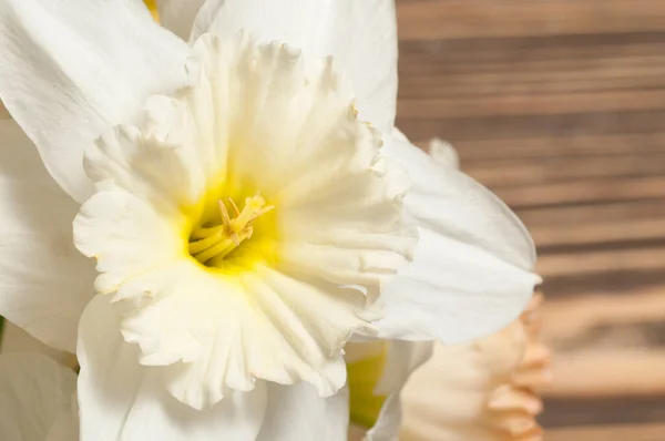 Narcissus Flowers Macro Shot Local Focus — Stock Photo, Image