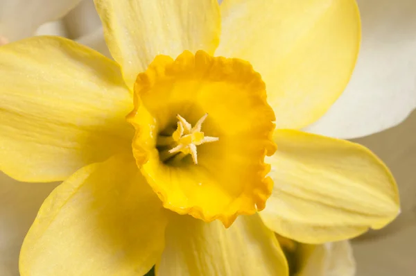 Narcissus Kwiaty Makro Strzał Lokalne Ostrość — Zdjęcie stockowe