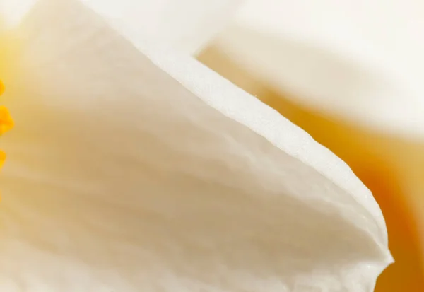 Narcis Bloem Macro Shot Lokale Focus — Stockfoto