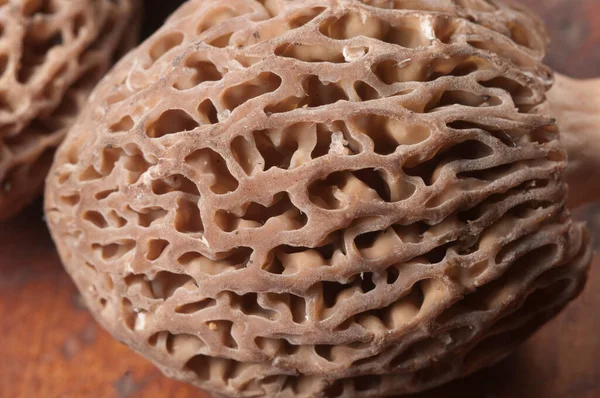 Monl Fungus Close Shot — стокове фото