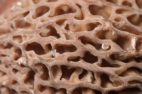 Morel Fungo Close Shot Focus Locale — Foto Stock