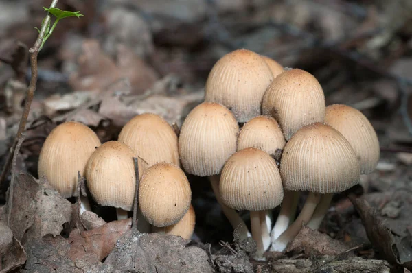 Гриб Coprinus Micaceus Старых Листьях Крупный План — стоковое фото