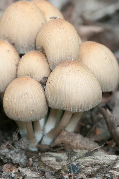 Coprinus Micaceus Mushroom Old Leaves Close — Stock Photo, Image