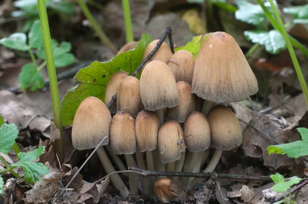 Гриб Coprinus Micaceus Старых Листьях Крупный План — стоковое фото