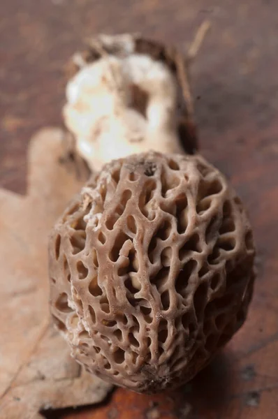 Morel Fungus Close Shot Local Focus — Stock Photo, Image