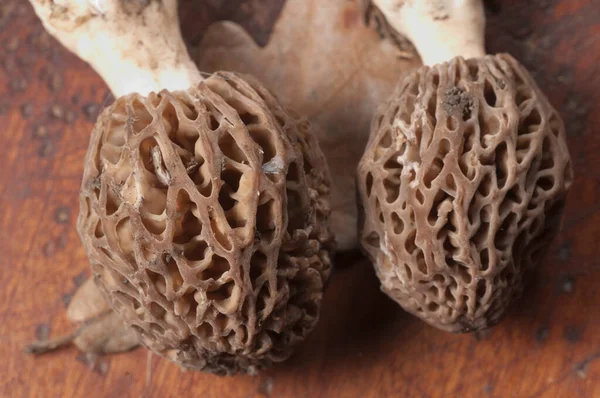 Morel Fungus Close Shot Local Focus — Stock Photo, Image