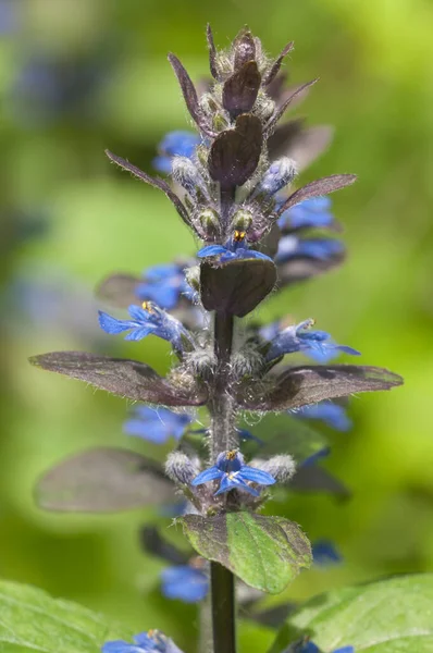 Ajuga Reptans Kwiaty Zbliżenie Strzał Lokalne Ostrości — Zdjęcie stockowe