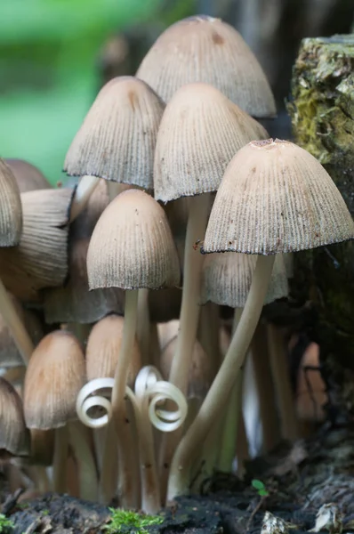 Coprinus Micaceus Cogumelo Toco Velho Close — Fotografia de Stock