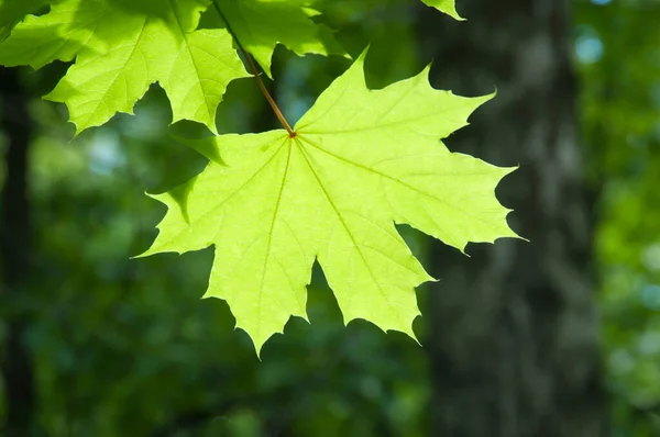 Foglie Verdi Una Luce Solare Chiara Vicino — Foto Stock