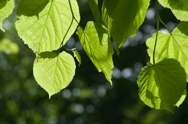 Grüne Blätter Klaren Sonnenlicht Aus Nächster Nähe — Stockfoto