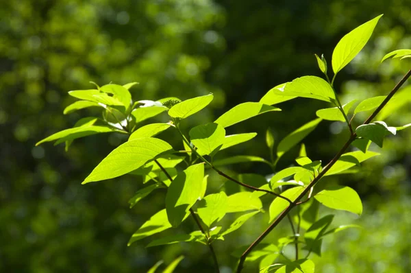 Grüne Blätter Klaren Sonnenlicht Aus Nächster Nähe — Stockfoto
