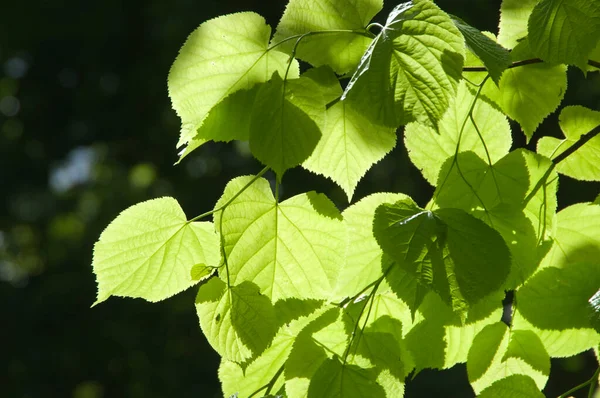 Zielone Liście Jasnym Słońcu Blisko — Zdjęcie stockowe