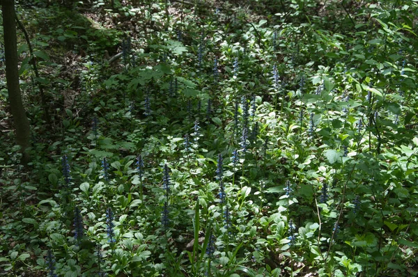 Ajuga Reptans Plantas Uma Floresta Primavera — Fotografia de Stock