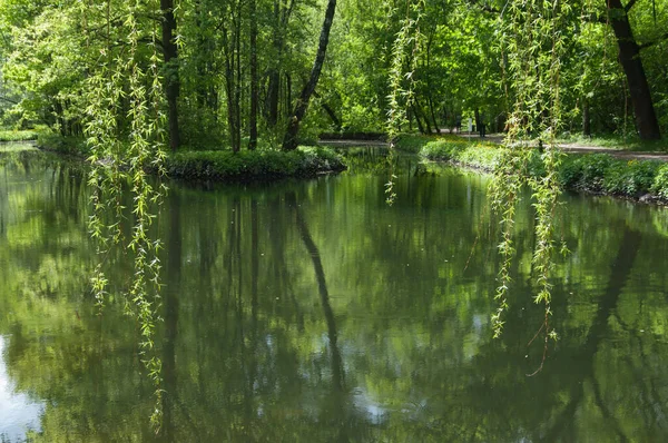 Landskap Med Dam Sokolniki Park Moskva Russland – stockfoto