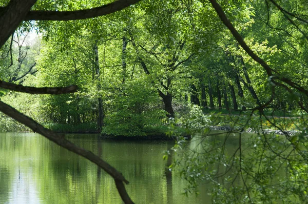 Landskap Med Dam Sokolniki Park Moskva Russland – stockfoto