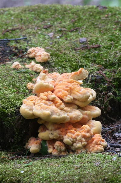 Poulet Des Bois Laetiporus Sulphureus Gros Plan — Photo