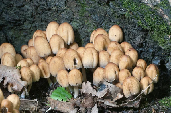 Coprinus Miccaceus Mantarı Ağacın Yanında Yaklaş — Stok fotoğraf