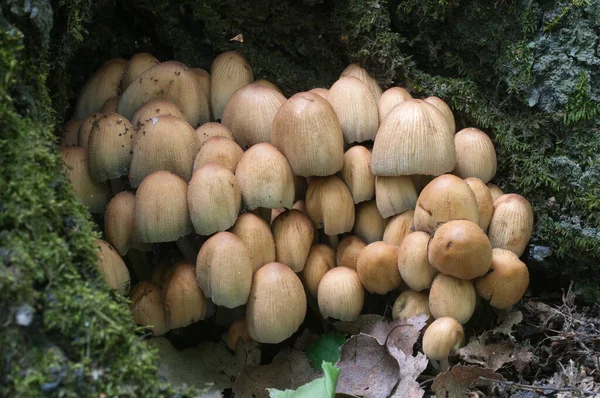 Cogumelo Coprinus Micaceus Perto Árvore Perto — Fotografia de Stock