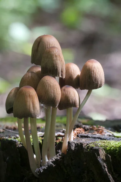 Seta Coprinus Micaceus Tocón Viejo Cerca —  Fotos de Stock