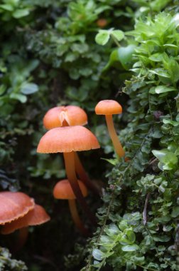 Flammulina velutipes mantarları eski bir kütüğün üzerinde