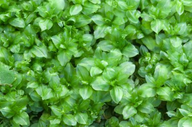 Plajda orta boy yosun, yakın çekim, yerel odaklanma