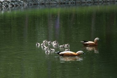 Gölette ördek yavrusu olan Ruddy Shelduck (Tadorna ferruginea)
